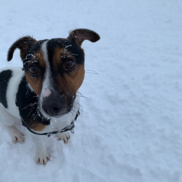 Obėlix profile