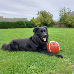 Diego profile
