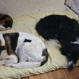 Havane et caly et noisette profile