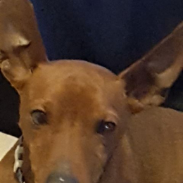 Scot profile
