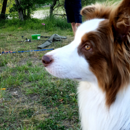 Némo profile
