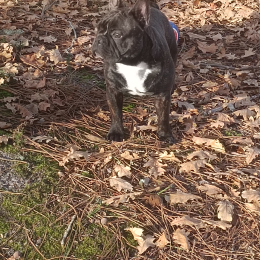 Gaspard profile