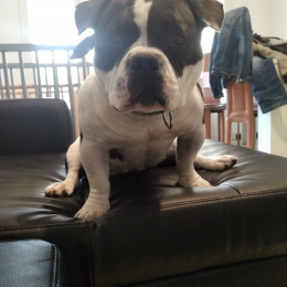Tyron profile