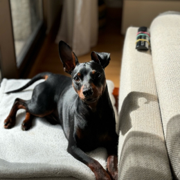Ubert profile