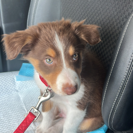 Poupi profile