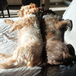 Happy/junior profile