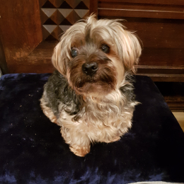Pascal profile