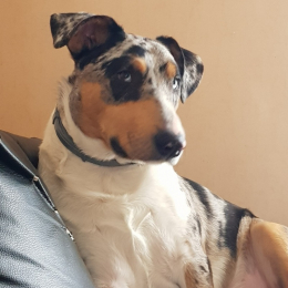 Junior profile