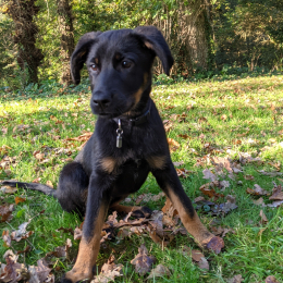 Doggo profile