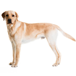 Oscar profile