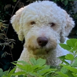 Scotti profile