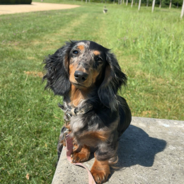 Piper profile