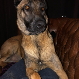 Mabroucka profile