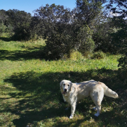 Pippa profile