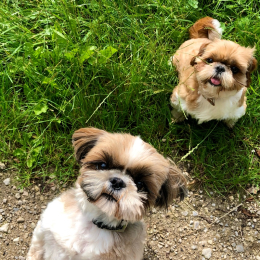 Nikki et malice profile