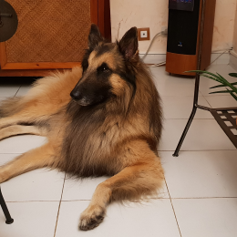 Ikar profile