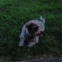 Croquette profile