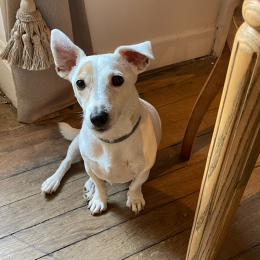 Lily jack profile