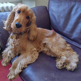 Tobi profile