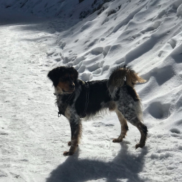 Sherlock profile