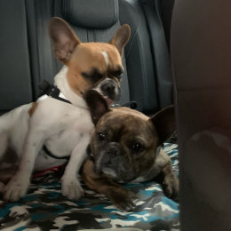 Dafina et babouche profile