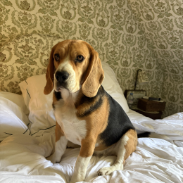 Tobias profile