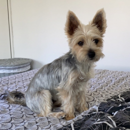 Riley profile