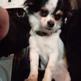 Max profile