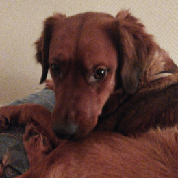 Doggo profile