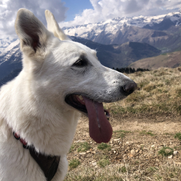 Häagen profile