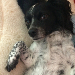 Doggo profile