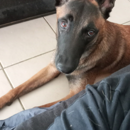 Tahya profile