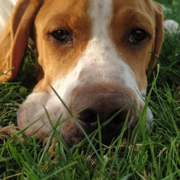 Scotty profile
