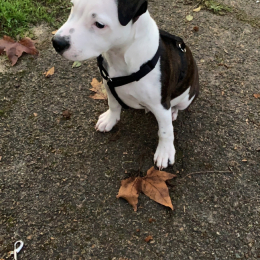 Tookie profile