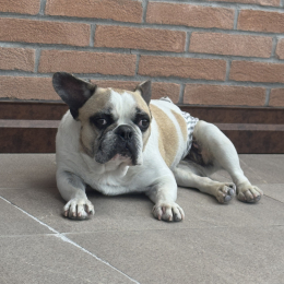 Bullo profile