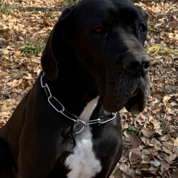 Syla profile