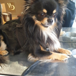 Laurence profile