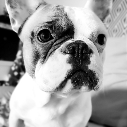 Popy profile