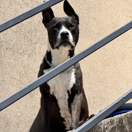 Milka profile