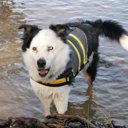 Jecko profile