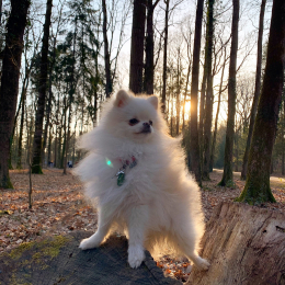 Reese profile