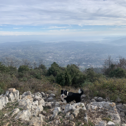 Scotti profile