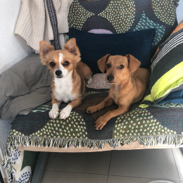 Cléo et réglisse profile