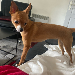 Sybelle profile