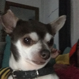 Jazz profile