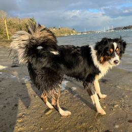 Talis profile