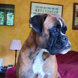 Petunia profile