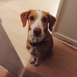 Clebsy profile