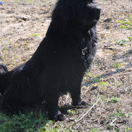 Pashta profile