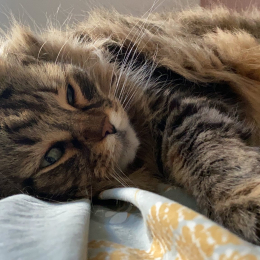 Alice profile